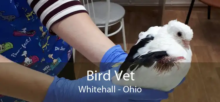 Bird Vet Whitehall - Ohio