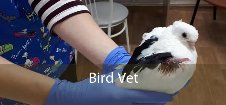 Bird Vet 