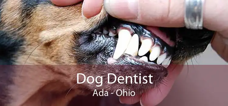 Dog Dentist Ada - Ohio