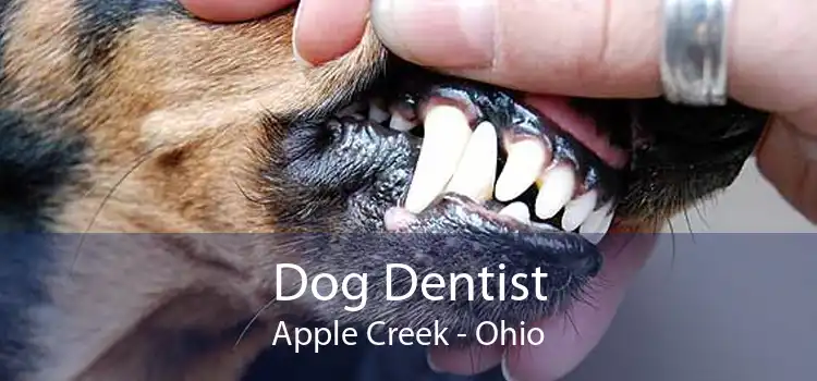 Dog Dentist Apple Creek - Ohio