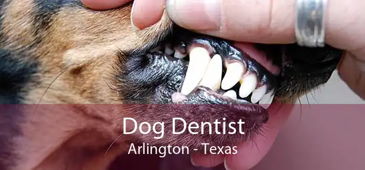 Dog Dentist Arlington - Texas