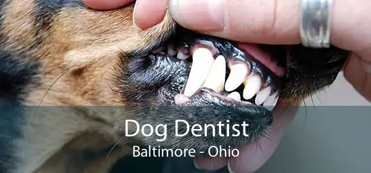 Dog Dentist Baltimore - Ohio