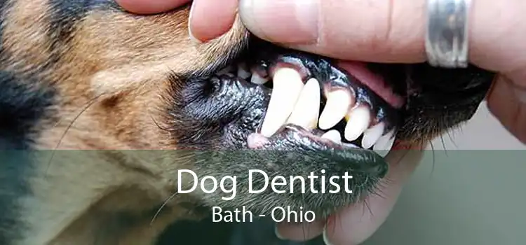 Dog Dentist Bath - Ohio