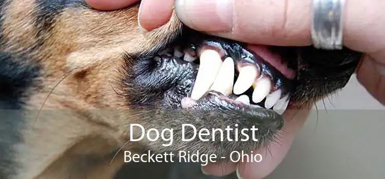 Dog Dentist Beckett Ridge - Ohio