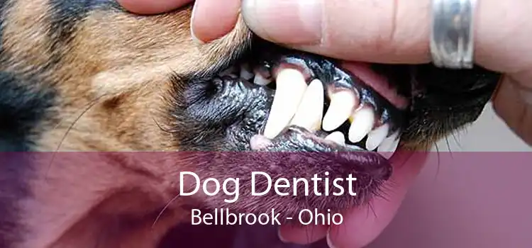 Dog Dentist Bellbrook - Ohio