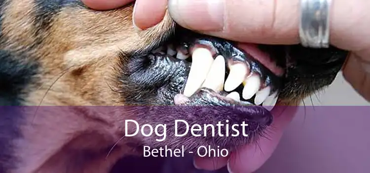 Dog Dentist Bethel - Ohio