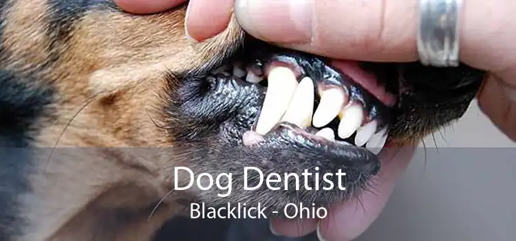 Dog Dentist Blacklick - Ohio