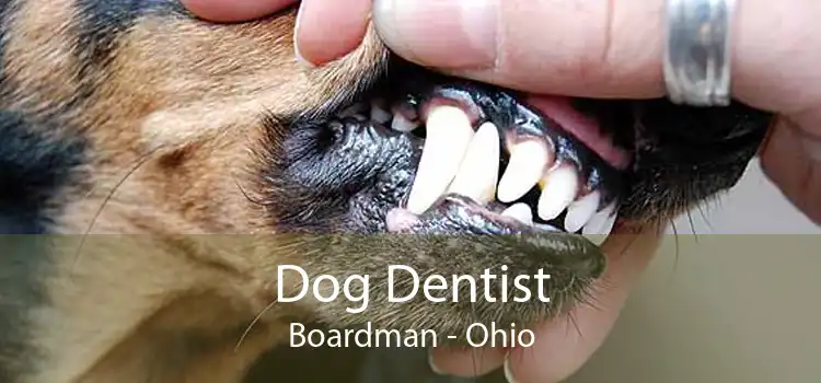 Dog Dentist Boardman - Ohio