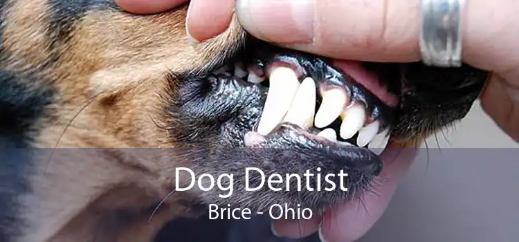 Dog Dentist Brice - Ohio
