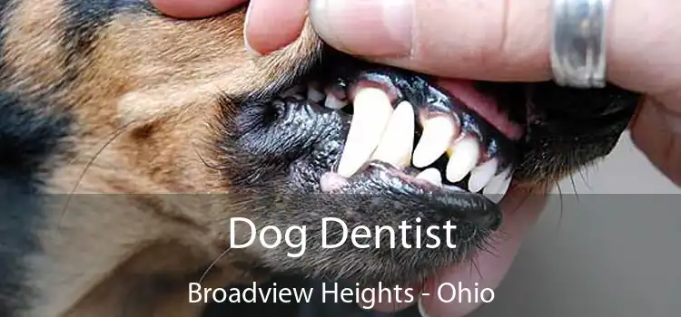 Dog Dentist Broadview Heights - Ohio