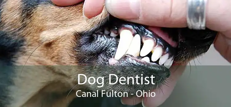Dog Dentist Canal Fulton - Ohio