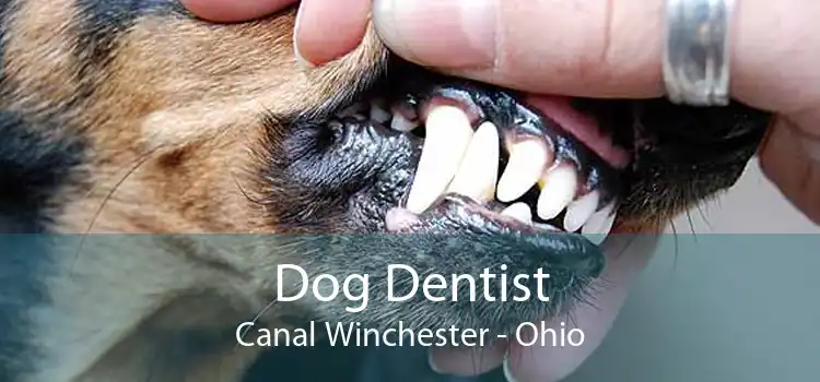 Dog Dentist Canal Winchester - Ohio