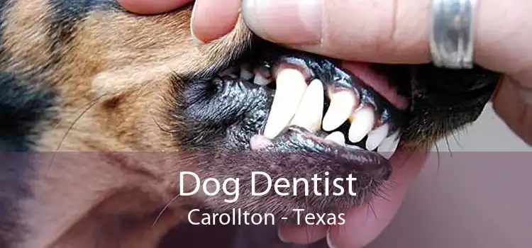 Dog Dentist Carollton - Texas