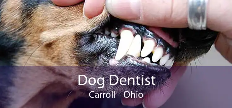 Dog Dentist Carroll - Ohio