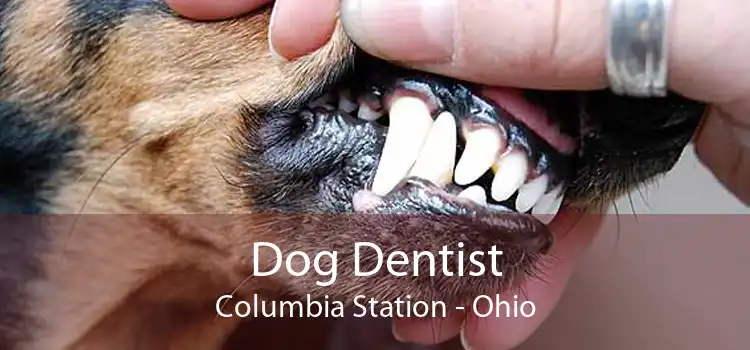 Dog Dentist Columbia Station - Ohio