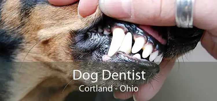 Dog Dentist Cortland - Ohio