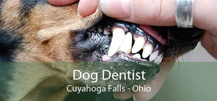Dog Dentist Cuyahoga Falls - Ohio