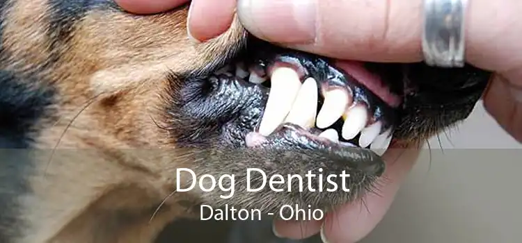 Dog Dentist Dalton - Ohio