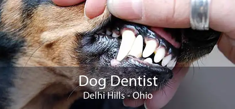 Dog Dentist Delhi Hills - Ohio