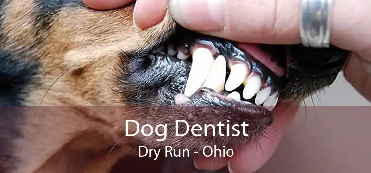 Dog Dentist Dry Run - Ohio