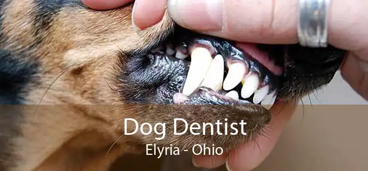 Dog Dentist Elyria - Ohio