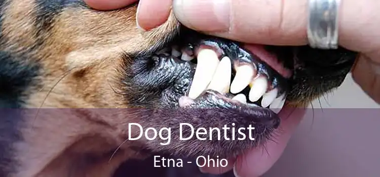 Dog Dentist Etna - Ohio