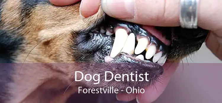 Dog Dentist Forestville - Ohio