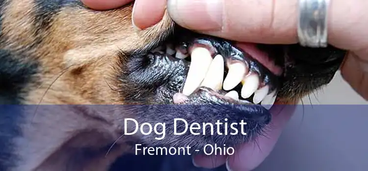 Dog Dentist Fremont - Ohio