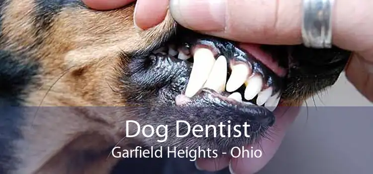 Dog Dentist Garfield Heights - Ohio