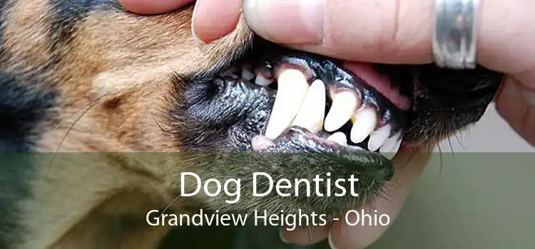 Dog Dentist Grandview Heights - Ohio