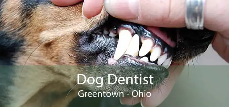Dog Dentist Greentown - Ohio