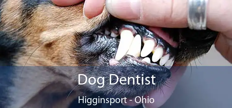 Dog Dentist Higginsport - Ohio