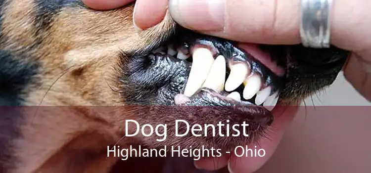 Dog Dentist Highland Heights - Ohio