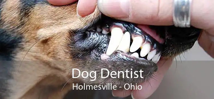 Dog Dentist Holmesville - Ohio