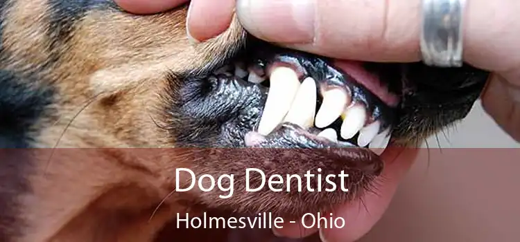 Dog Dentist Holmesville - Ohio