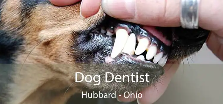 Dog Dentist Hubbard - Ohio