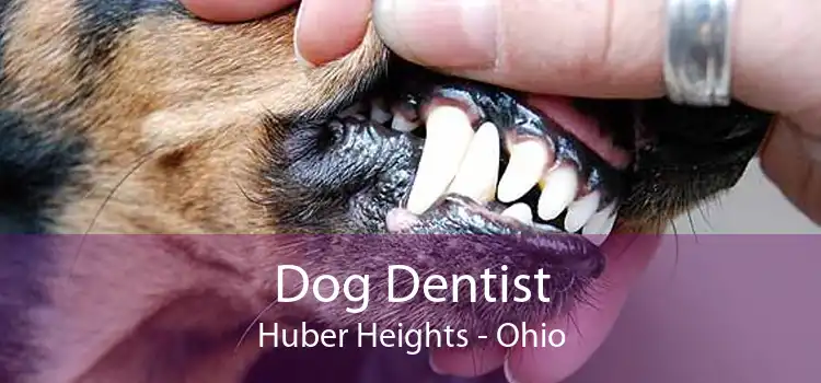 Dog Dentist Huber Heights - Ohio