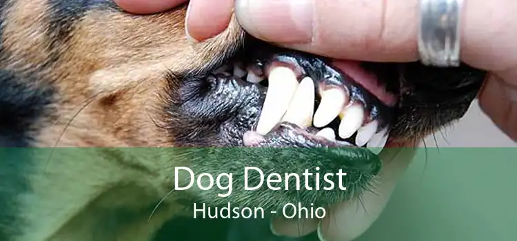 Dog Dentist Hudson - Ohio