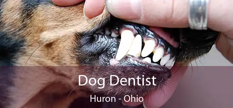 Dog Dentist Huron - Ohio