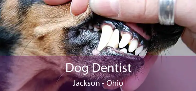 Dog Dentist Jackson - Ohio