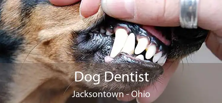 Dog Dentist Jacksontown - Ohio