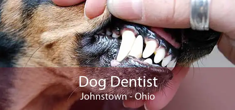Dog Dentist Johnstown - Ohio