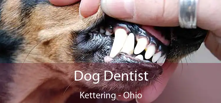 Dog Dentist Kettering - Ohio