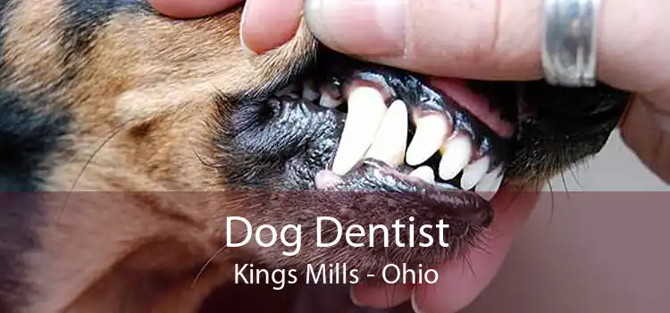 Dog Dentist Kings Mills - Ohio