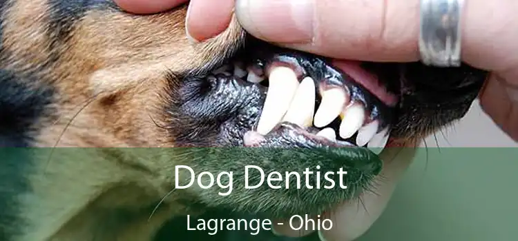 Dog Dentist Lagrange - Ohio