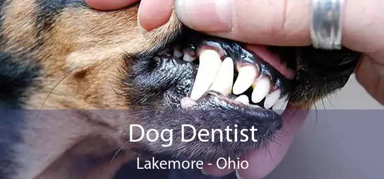 Dog Dentist Lakemore - Ohio