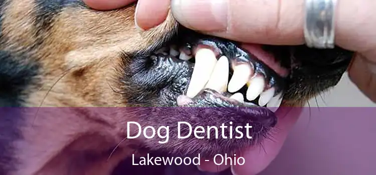 Dog Dentist Lakewood - Ohio