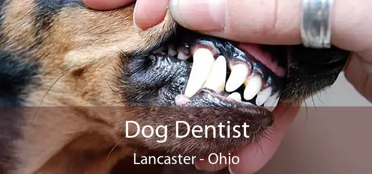 Dog Dentist Lancaster - Ohio