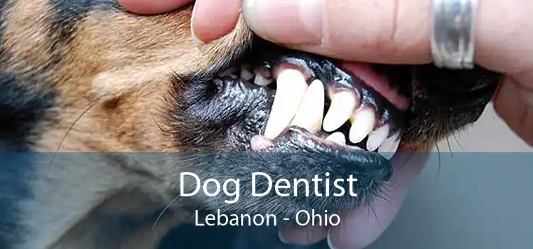 Dog Dentist Lebanon - Ohio