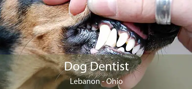 Dog Dentist Lebanon - Ohio